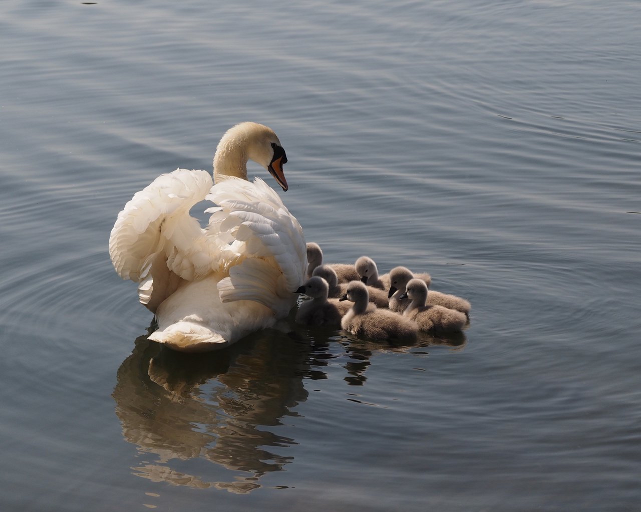 Обои озеро, птицы, лебеди, lake, birds, swans разрешение 4248x2831 Загрузить