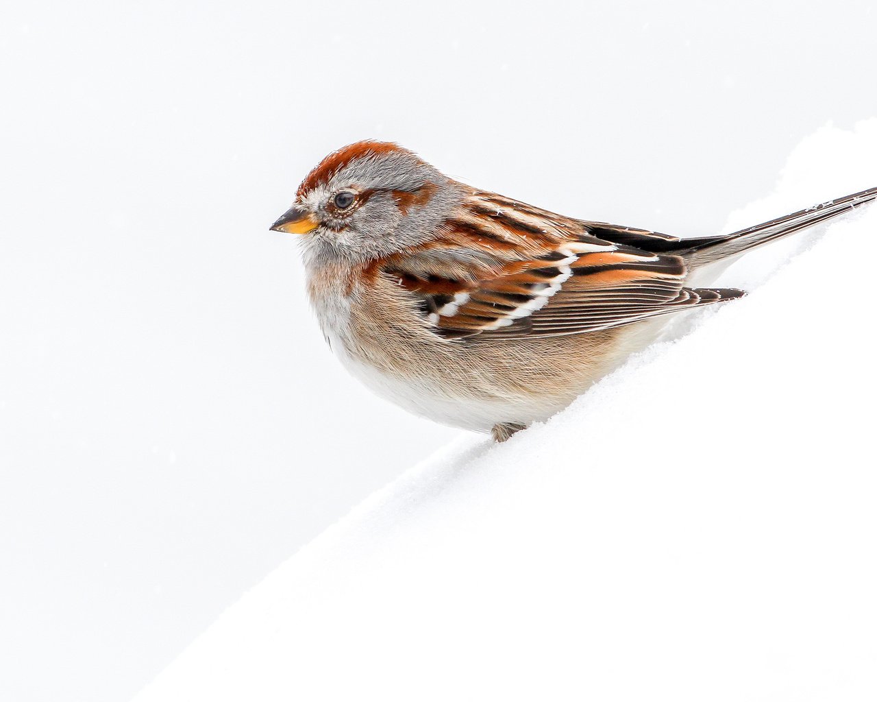 Обои снег, макро, птица, древесная воробьиная овсянка, snow, macro, bird, arboreal passerine bunting разрешение 4040x2693 Загрузить