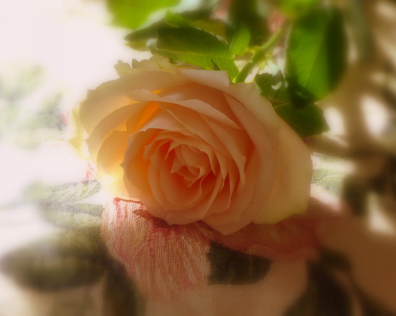 Обои роза, тени, желтая роза, rose, shadows, yellow rose разрешение 2048x1418 Загрузить