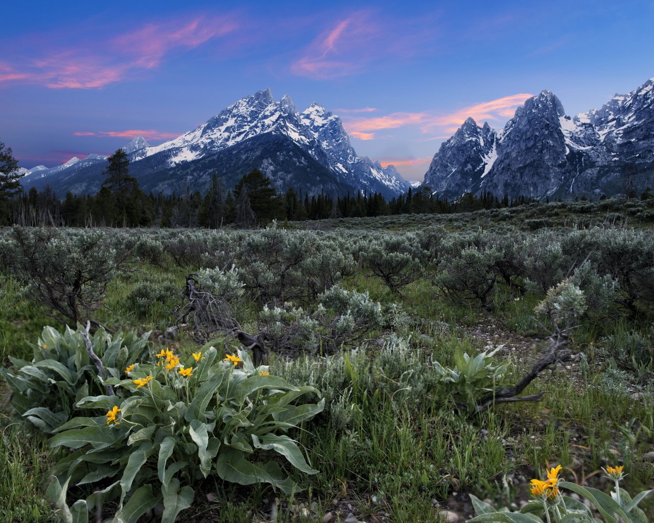 Обои цветы, горы, поле, flowers, mountains, field разрешение 2560x1756 Загрузить