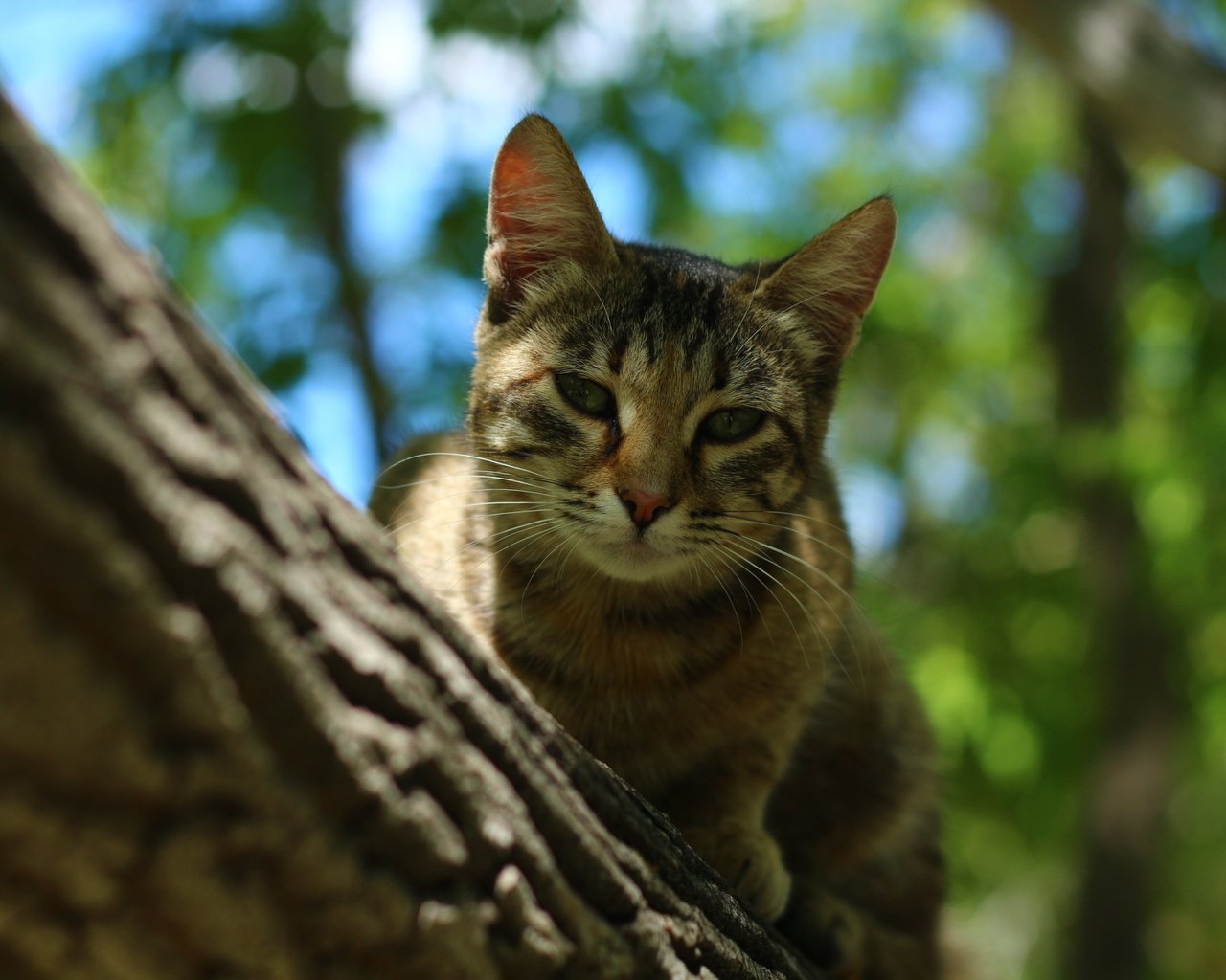 Обои дерево, усы, кошка, tree, mustache, cat разрешение 1920x1280 Загрузить