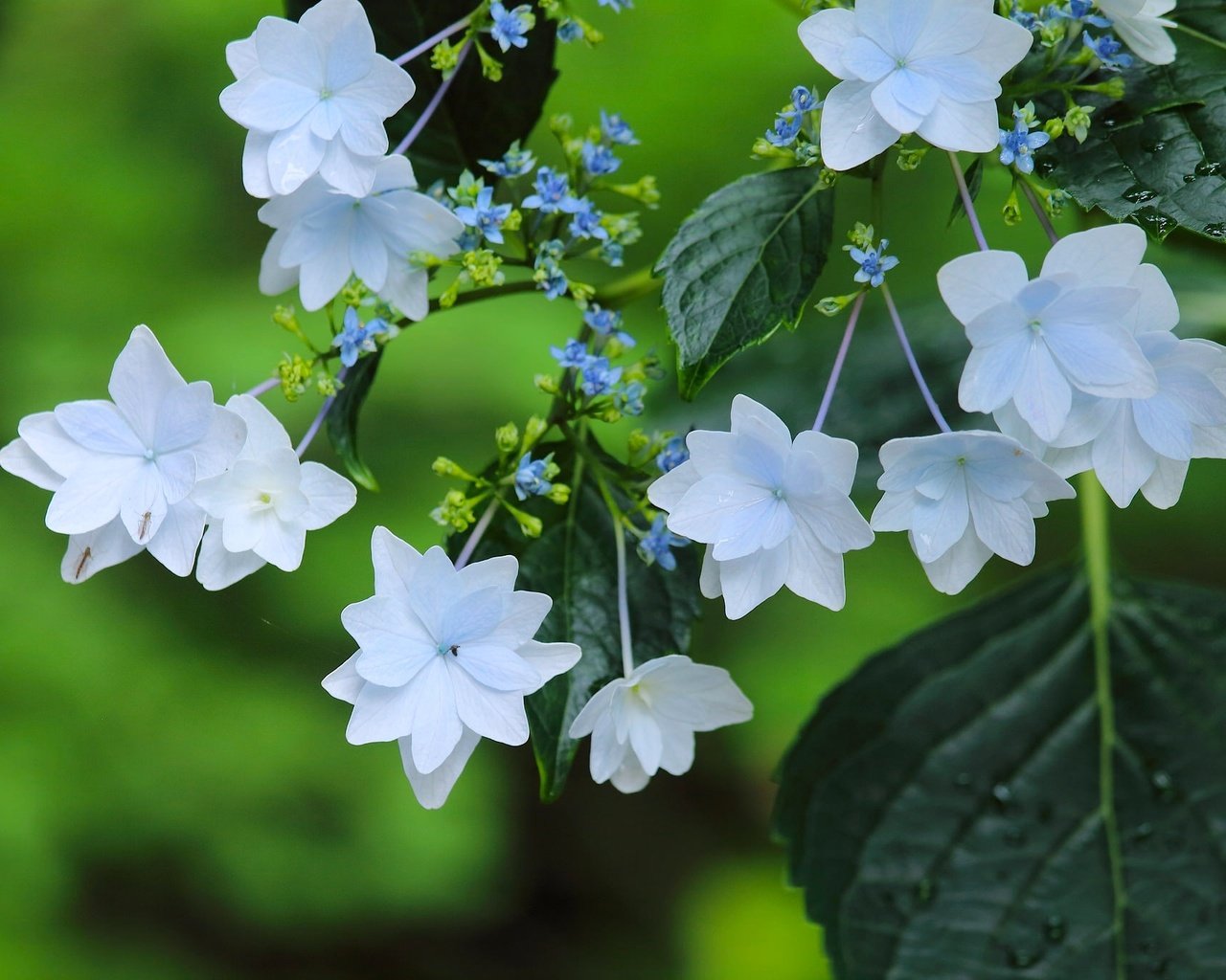 Обои макро, цветки, гортензия, macro, flowers, hydrangea разрешение 2048x1365 Загрузить