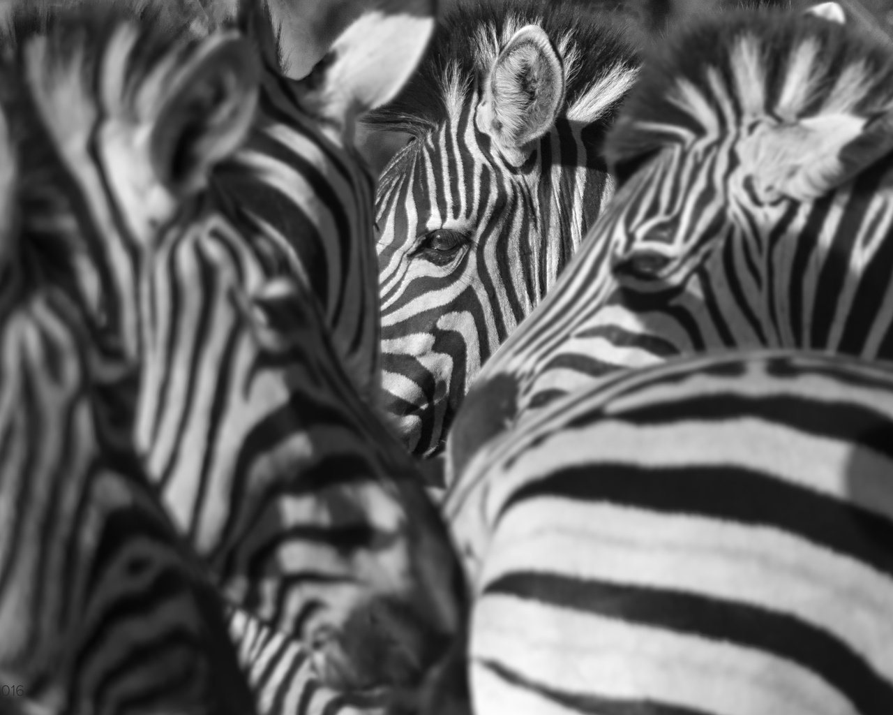 Обои природа, зебра, фон, зебры, nature, zebra, background разрешение 3000x1875 Загрузить