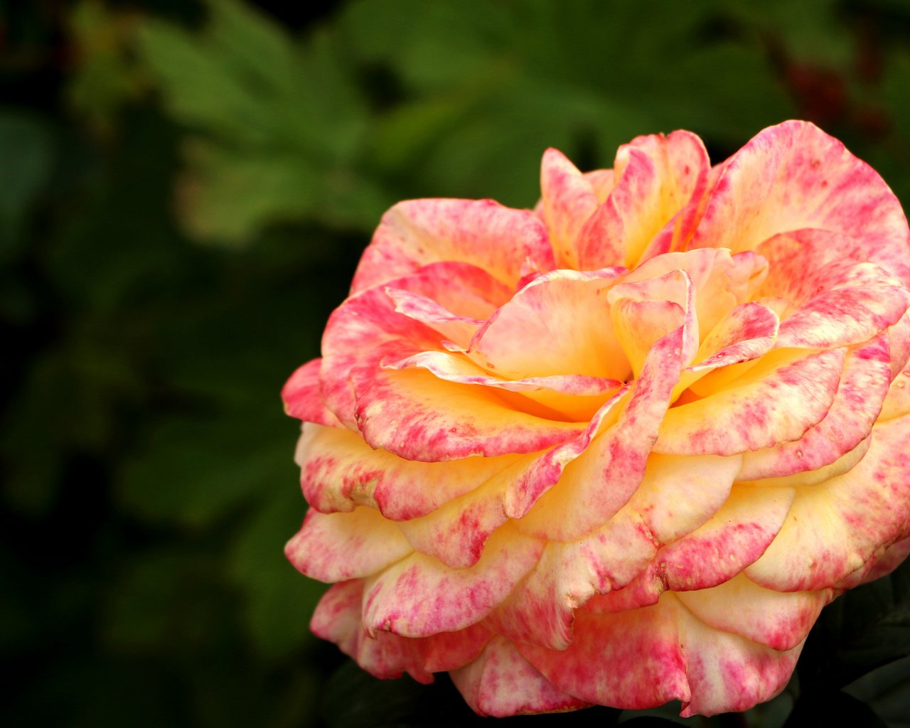 Обои роза, лепестки, бутон, rose, petals, bud разрешение 2048x1365 Загрузить