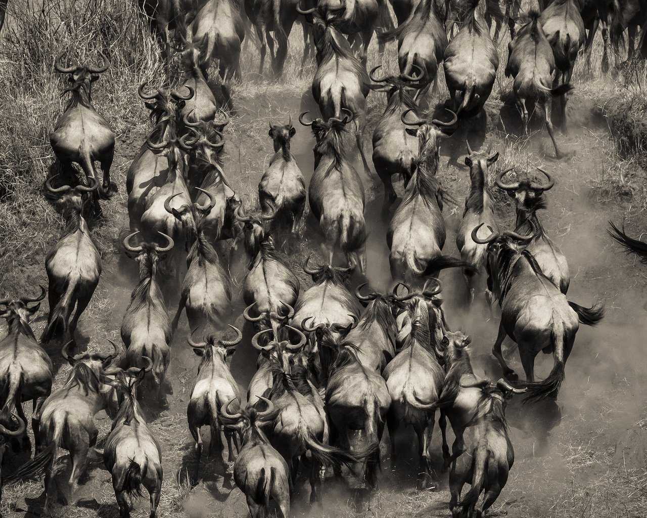 Обои чёрно-белое, африка, стадо, кения, буйволы, black and white, africa, the herd, kenya, buffalo разрешение 2048x1152 Загрузить