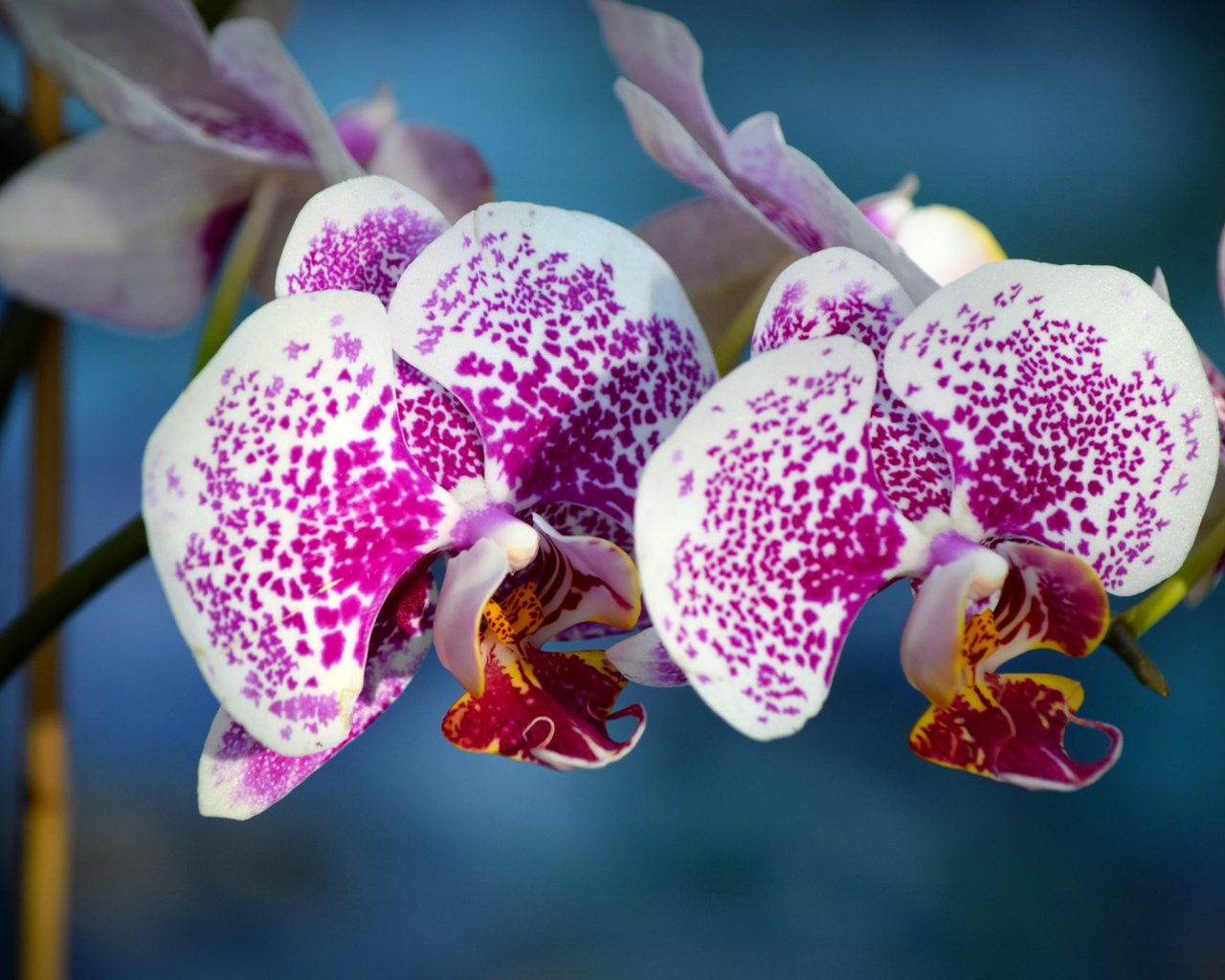 Обои экзотика, орхидеи, соцветие, exotic, orchids, inflorescence разрешение 2048x1365 Загрузить
