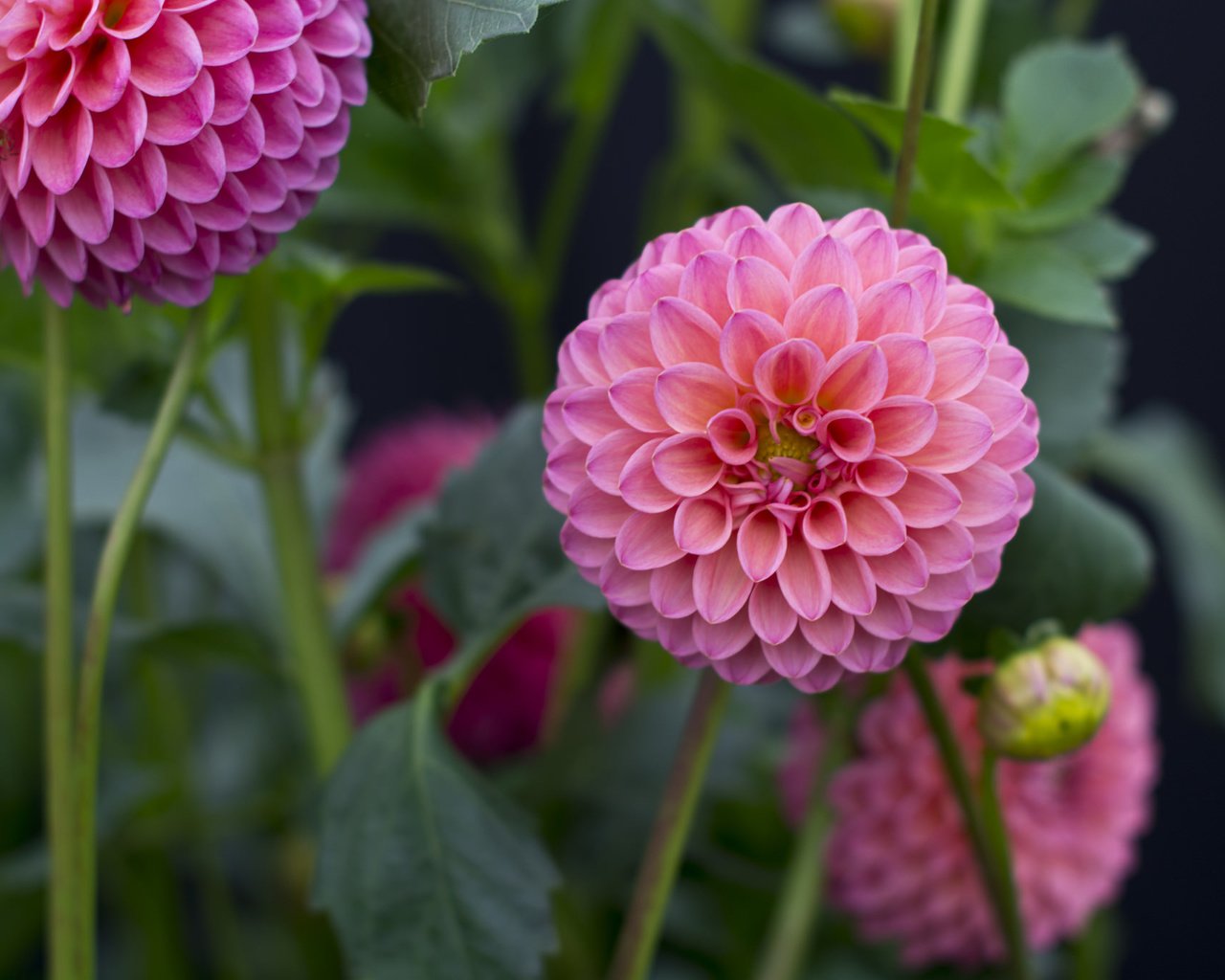 Обои бутоны, розовые, георгины, buds, pink, dahlias разрешение 2048x1365 Загрузить