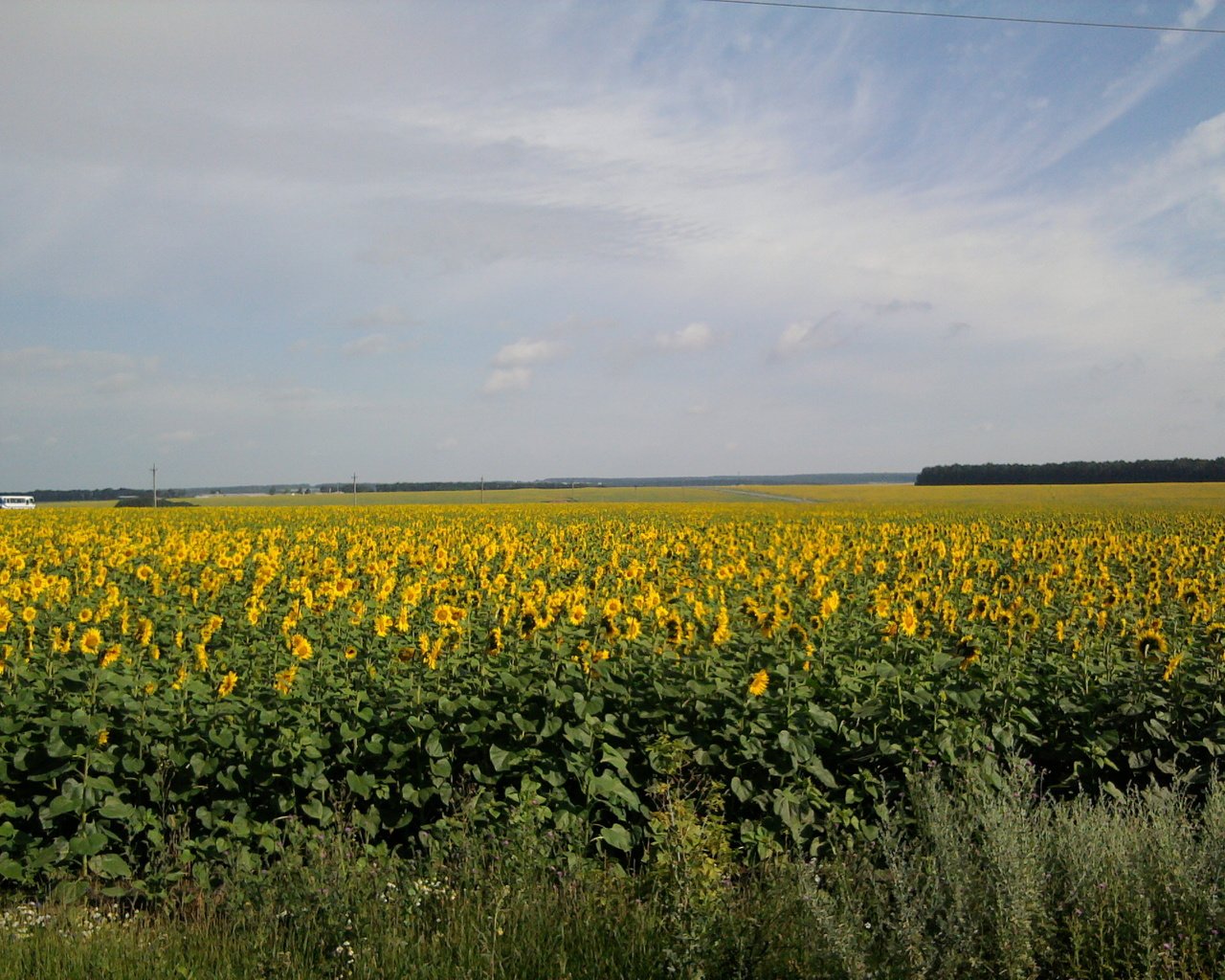 Обои солнце, поле, лето, подсолнуха, the sun, field, summer, sunflower разрешение 2048x1536 Загрузить