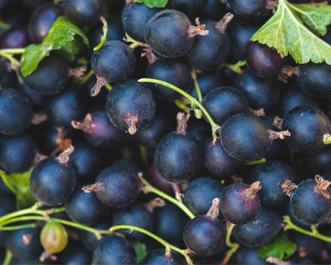 Обои ягоды, черная, смородина, berries, black, currants разрешение 2000x1326 Загрузить