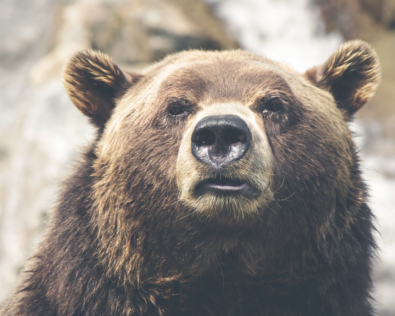 Обои морда, взгляд, медведь, ушки, нос, бурый, face, look, bear, ears, nose, brown разрешение 4752x3168 Загрузить