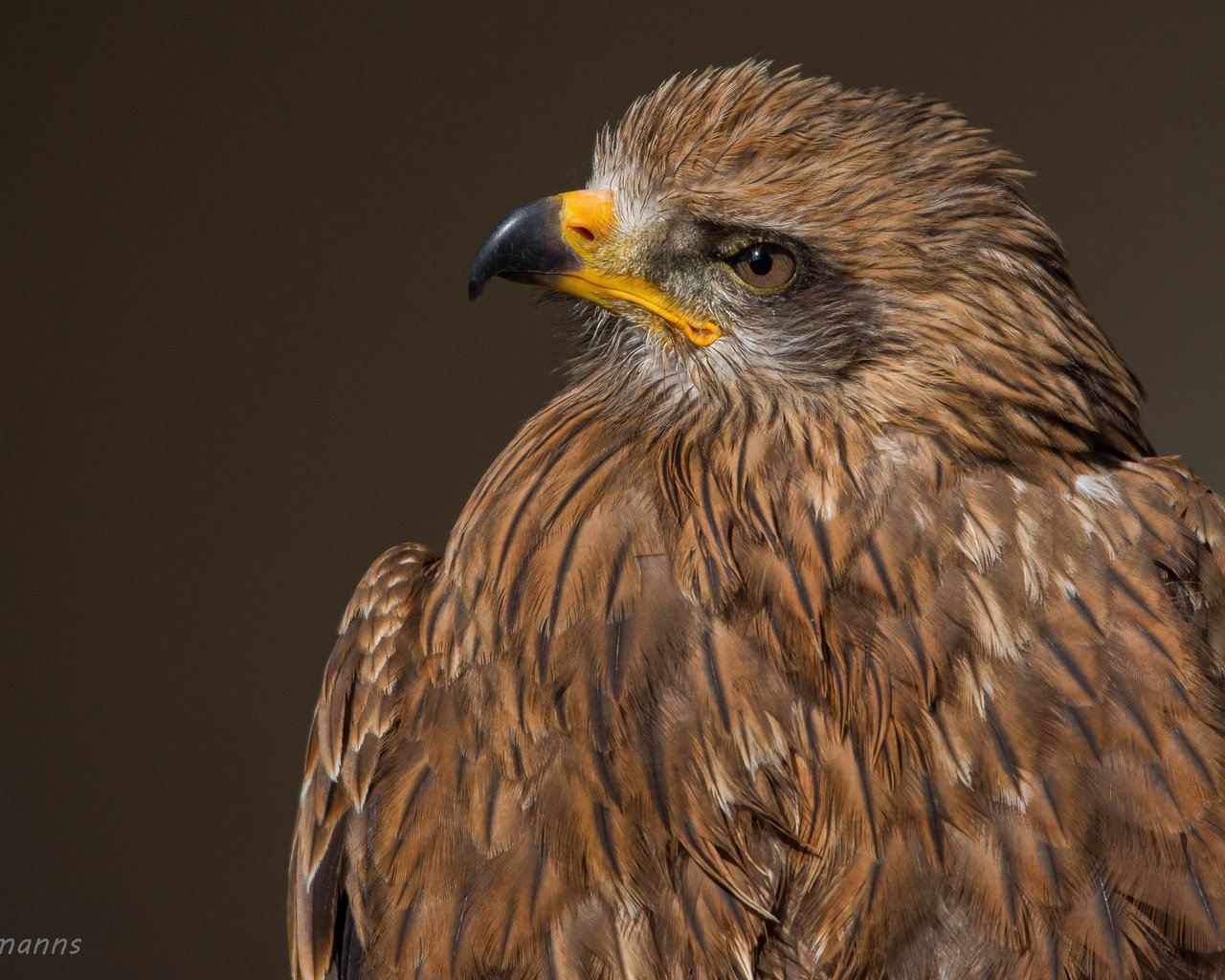 Обои взгляд, орел, хищник, птица, клюв, перья, хищная птица, look, eagle, predator, bird, beak, feathers, bird of prey разрешение 2048x1301 Загрузить