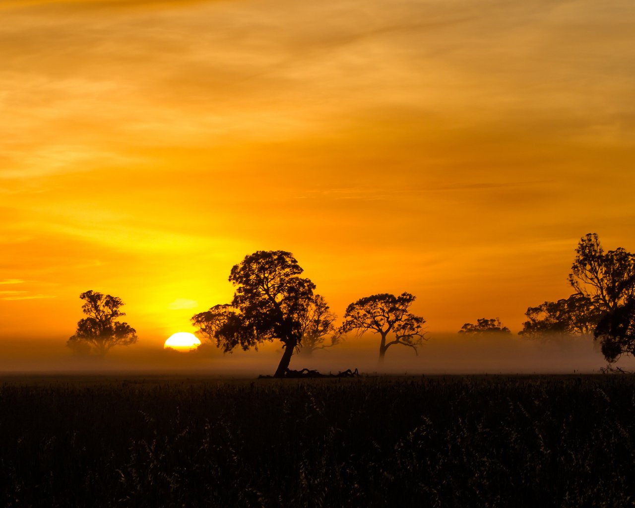 Обои деревья, солнце, закат, саванна, trees, the sun, sunset, savannah разрешение 2048x1144 Загрузить