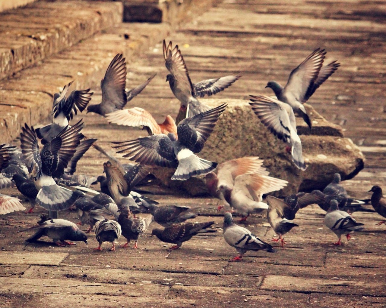 Обои город, крылья, птицы, клюв, перья, голубь, голуби, the city, wings, birds, beak, feathers, dove, pigeons разрешение 1920x1080 Загрузить