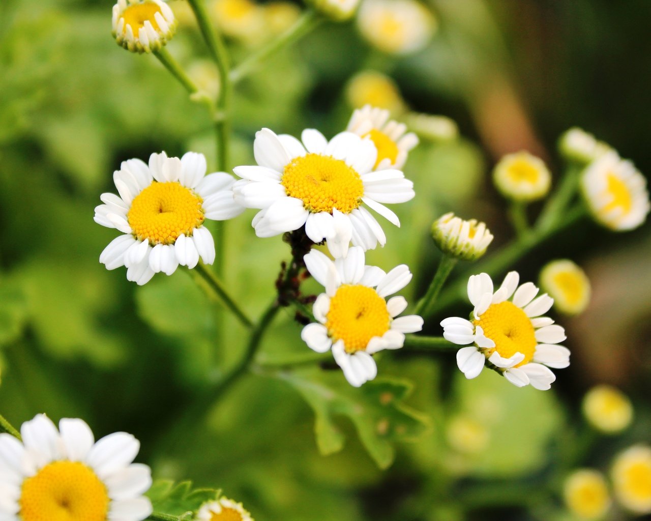 Обои цветы, зелень, лето, ромашки, flowers, greens, summer, chamomile разрешение 4272x2848 Загрузить