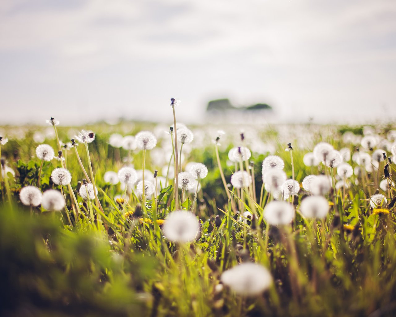 Обои природа, лето, одуванчики, nature, summer, dandelions разрешение 2048x1365 Загрузить