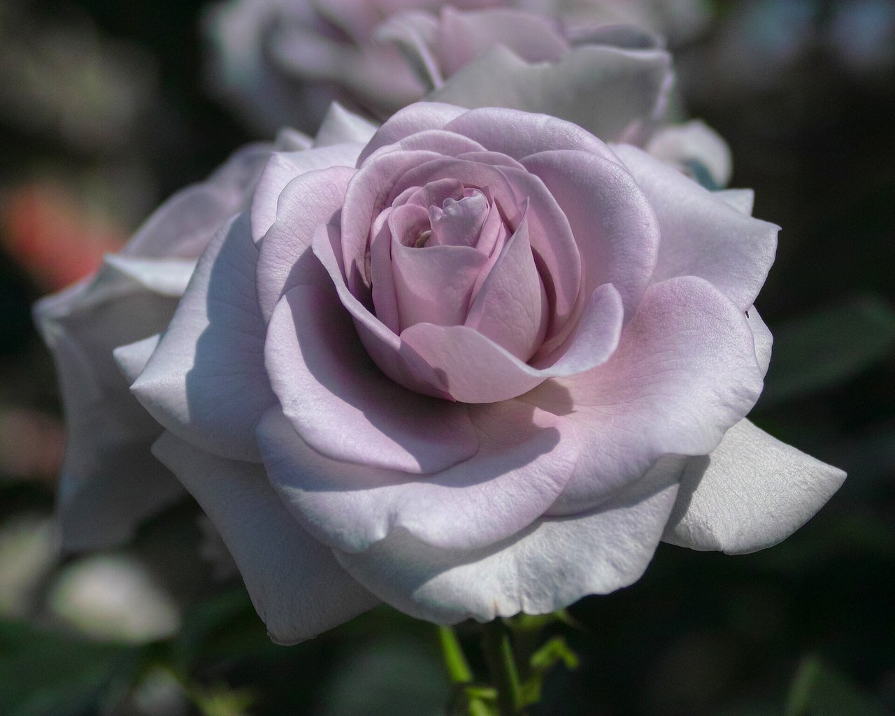 Обои макро, роза, лепестки, бутон, сиреневая, macro, rose, petals, bud, lilac разрешение 2048x1537 Загрузить