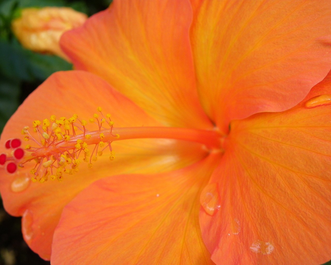 Обои желтый, макро, цветок, капли, гибискус, yellow, macro, flower, drops, hibiscus разрешение 4000x3000 Загрузить