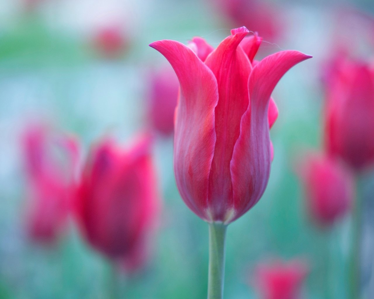 Обои макро, лепестки, краски, тюльпан, macro, petals, paint, tulip разрешение 4288x2848 Загрузить