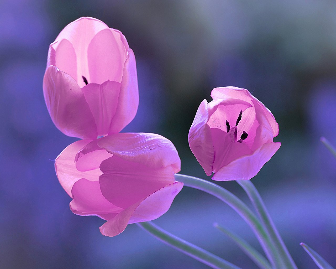 Обои цветы, бутоны, фон, весна, тюльпаны, трио, flowers, buds, background, spring, tulips, trio разрешение 2048x1152 Загрузить