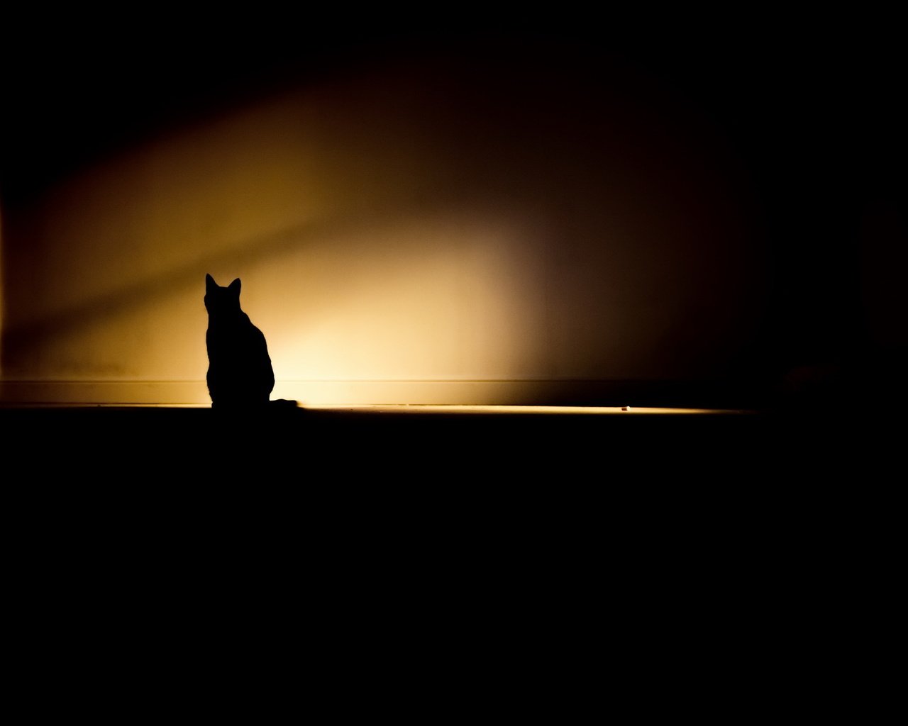 Обои свет, кошка, тень, комната, light, cat, shadow, room разрешение 2048x1365 Загрузить