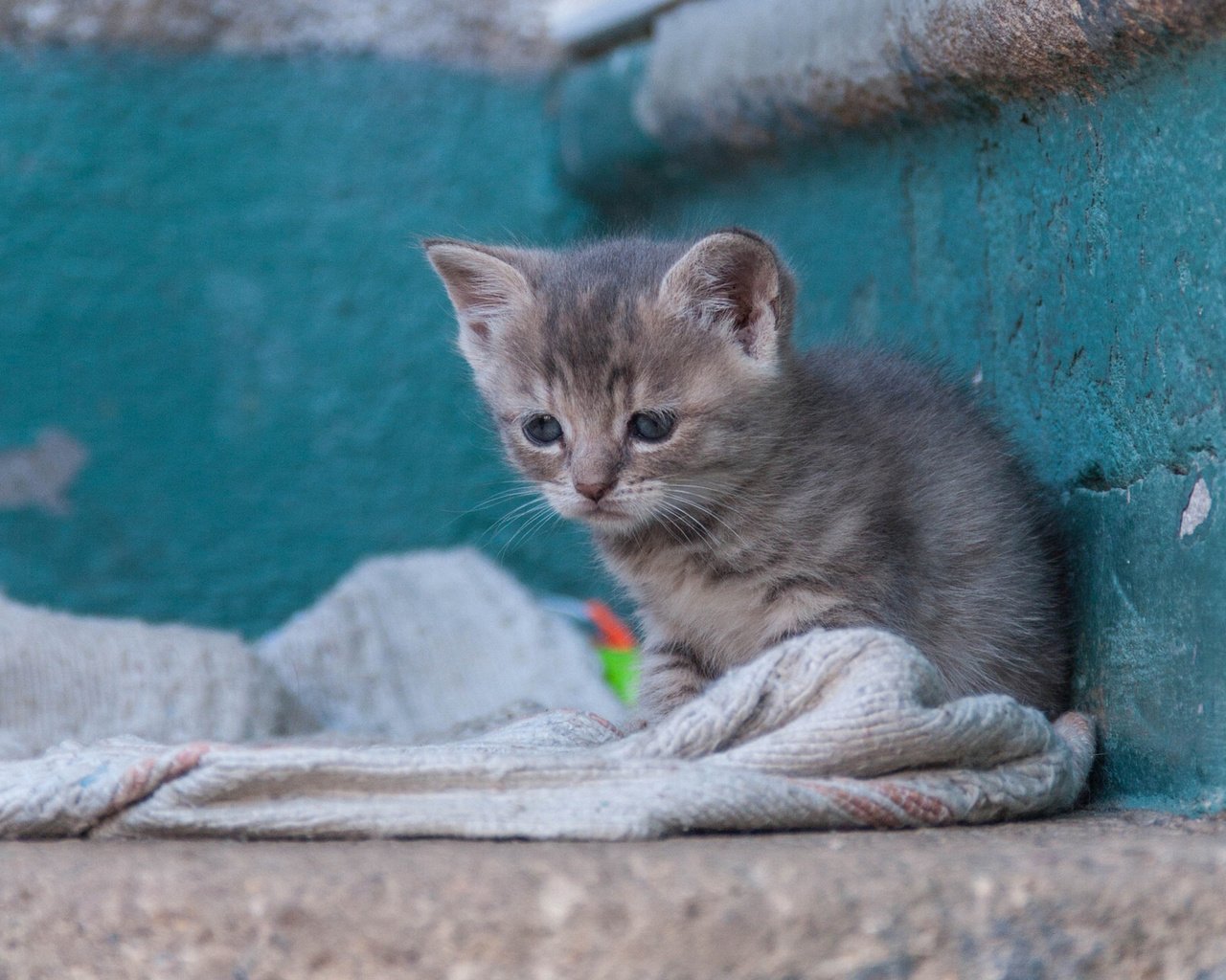 Обои кошка, котенок, малыш, бездомный, cat, kitty, baby, homeless разрешение 1920x1441 Загрузить