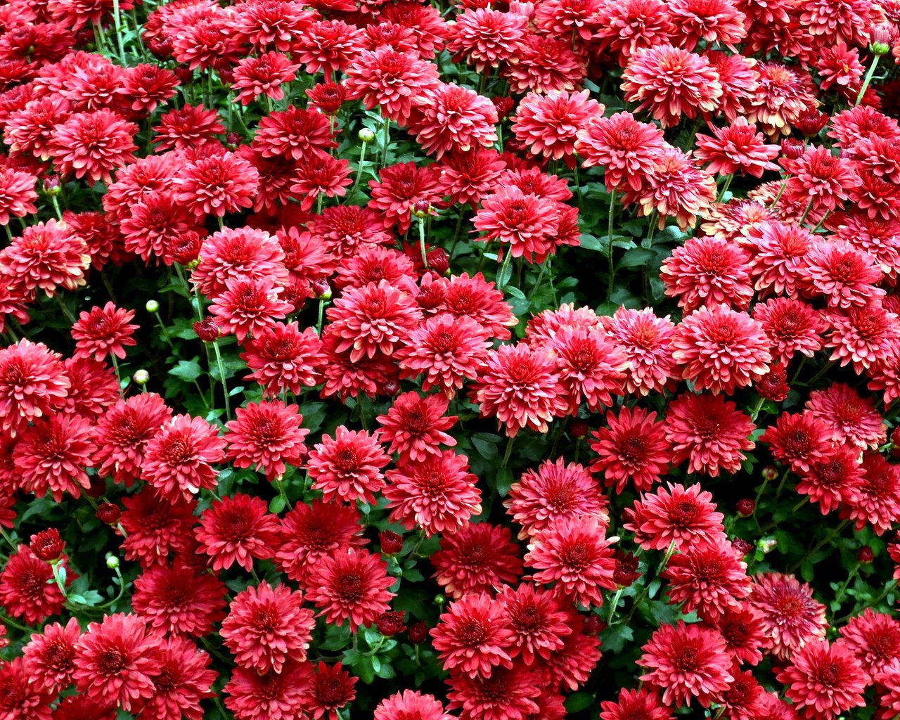 Обои цветы, красные, куст, хризантемы, flowers, red, bush, chrysanthemum разрешение 1920x1401 Загрузить