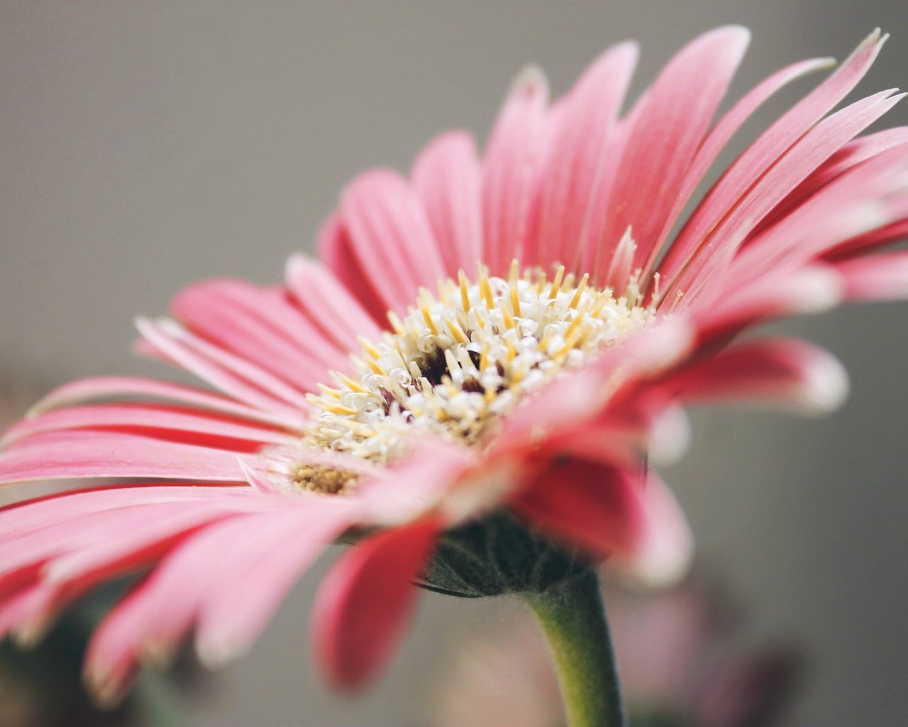 Обои лепестки, розовые, гербера, petals, pink, gerbera разрешение 3318x2212 Загрузить