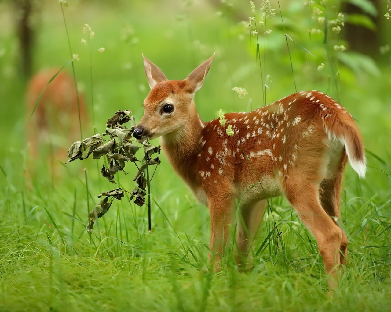 Обои природа, олень, лето, nature, deer, summer разрешение 2048x1365 Загрузить