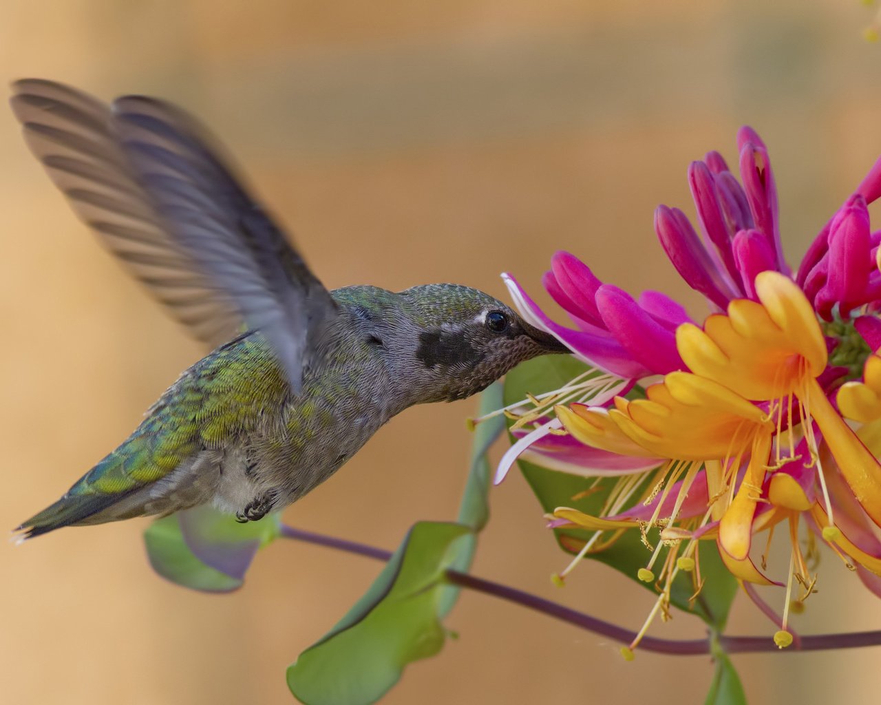 Обои цветок, крылья, птица, колибри, жимолость, калипта анны, flower, wings, bird, hummingbird, honeysuckle, calypte anna разрешение 2048x1117 Загрузить