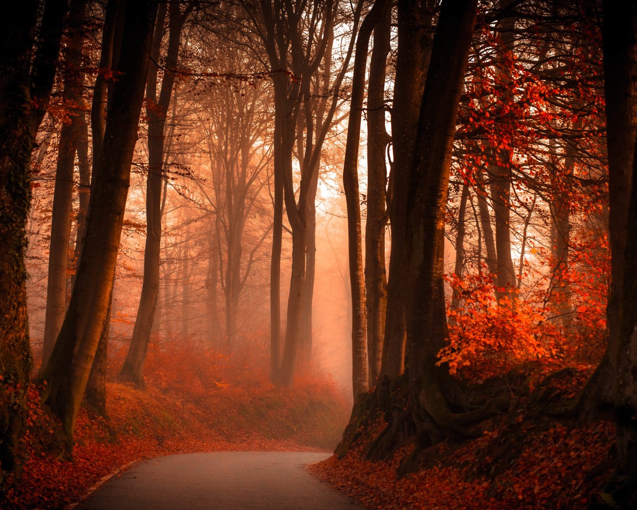 Обои дорога, лес, туман, осень, road, forest, fog, autumn разрешение 6850x3562 Загрузить