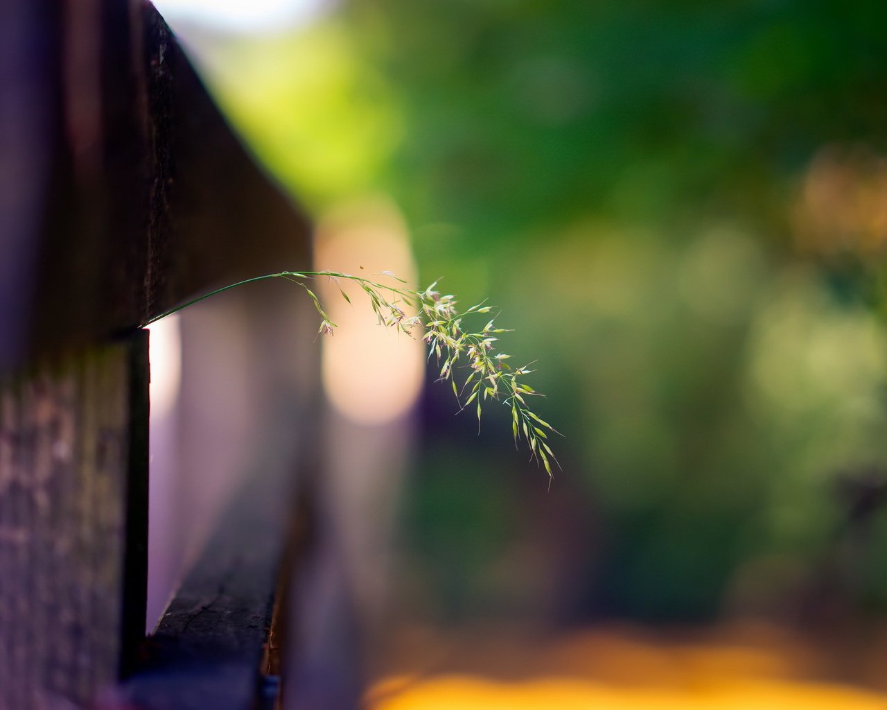 Обои трава, макро, забор, grass, macro, the fence разрешение 2048x1365 Загрузить