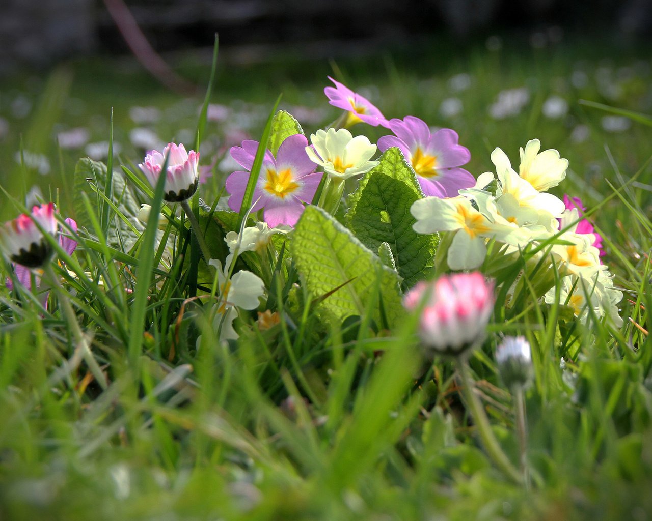 Обои цветы, трава, размытость, примула, маргаритки, flowers, grass, blur, primula, daisy разрешение 1920x1200 Загрузить