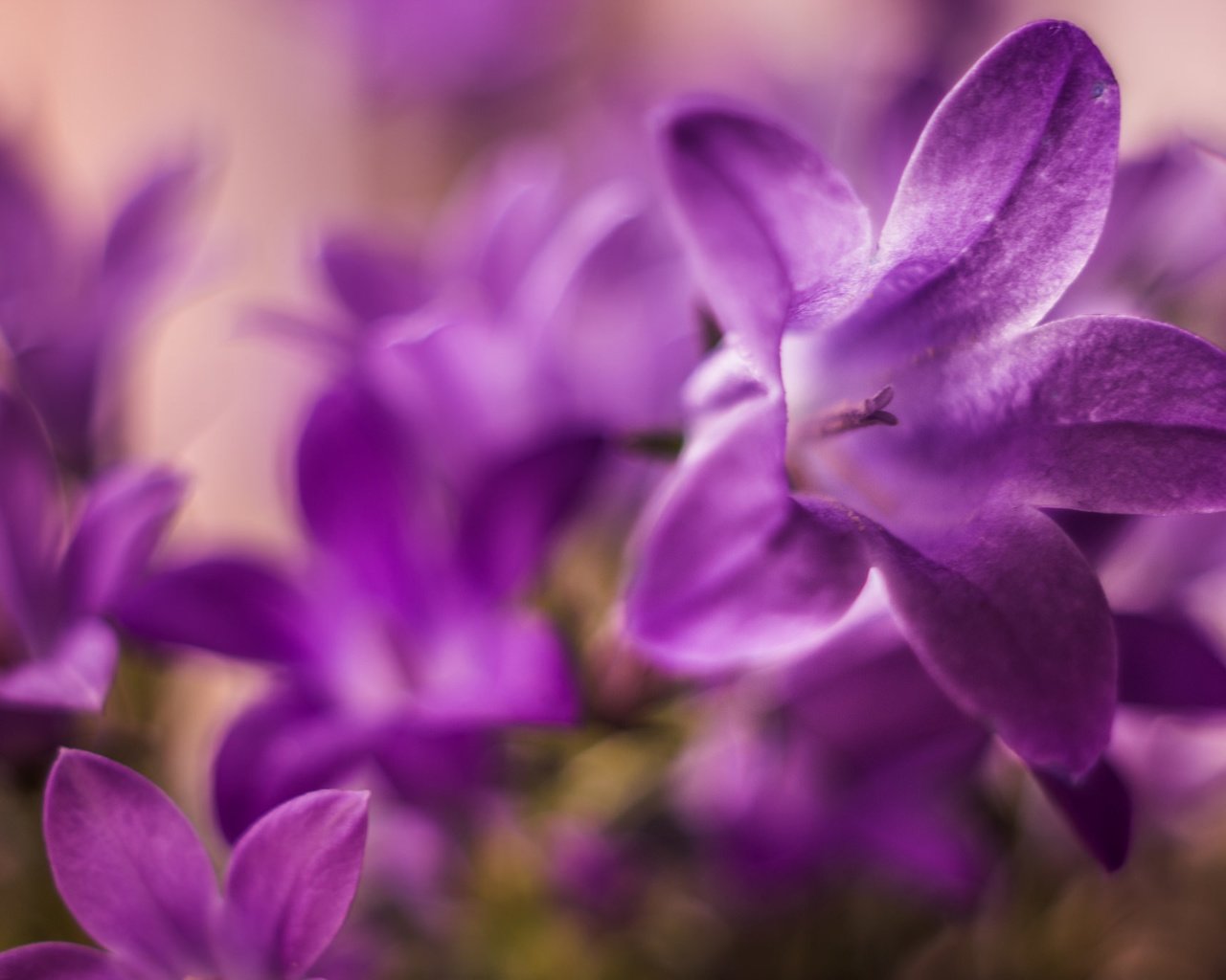 Обои макро, лепестки, колокольчики, macro, petals, bells разрешение 2048x1365 Загрузить