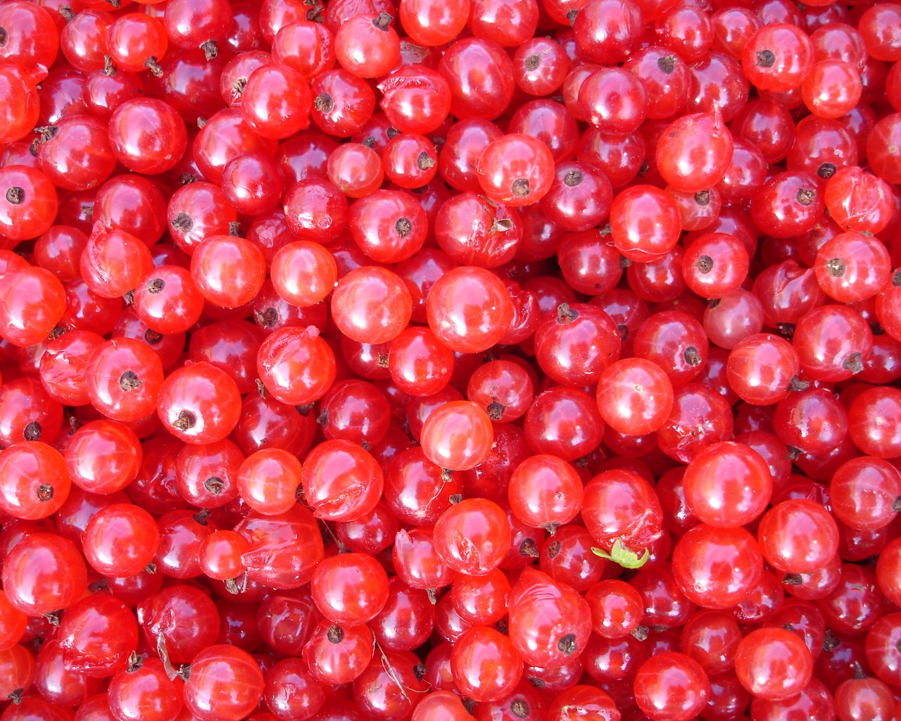 Обои еда, красная, ягоды, смородина, food, red, berries, currants разрешение 2592x1944 Загрузить