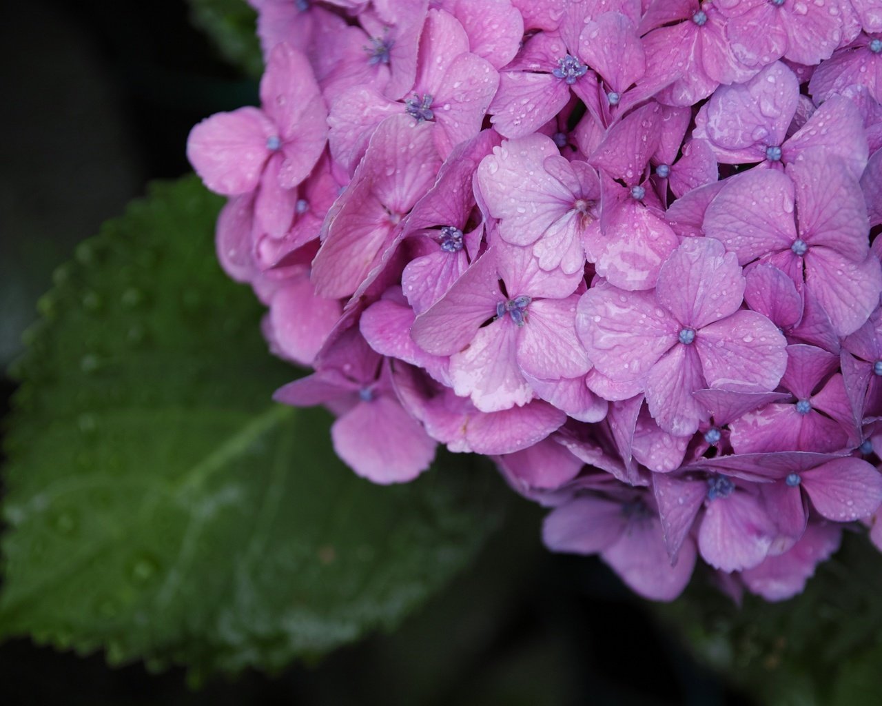 Обои цветы, зелень, макро, капли, лето, гортензия, flowers, greens, macro, drops, summer, hydrangea разрешение 2880x1920 Загрузить