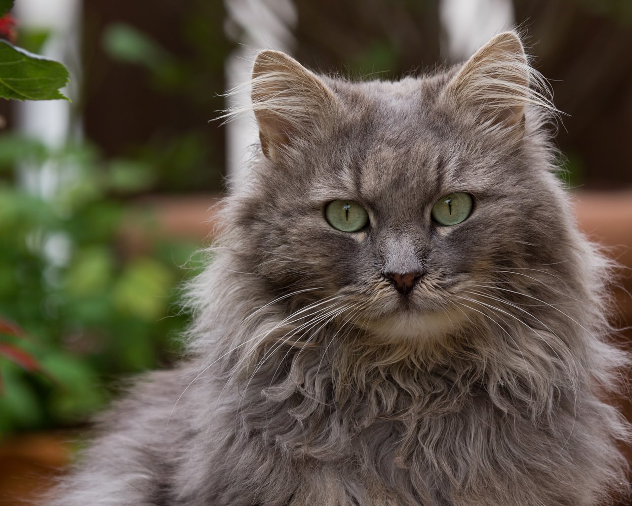 Обои глаза, кот, кошка, взгляд, пушистый, серый, eyes, cat, look, fluffy, grey разрешение 2048x1536 Загрузить