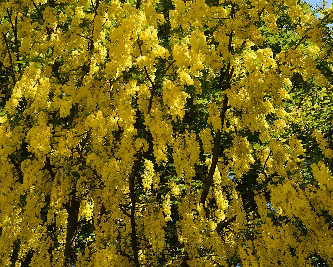 Обои цветы, дерево, цветение, весна, желтые, flowers, tree, flowering, spring, yellow разрешение 2880x1920 Загрузить