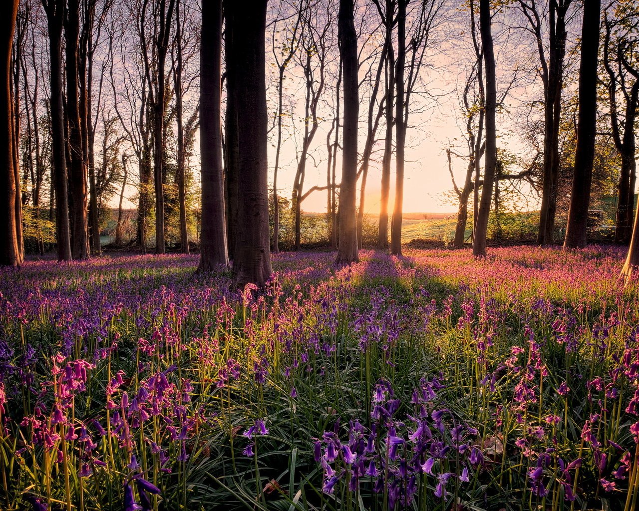 Обои свет, цветы, деревья, утро, light, flowers, trees, morning разрешение 2047x1337 Загрузить