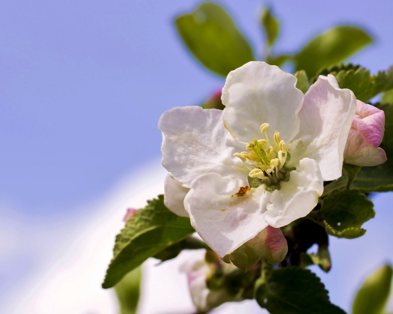 Обои небо, цветы, ветка, дерево, цветение, весна, яблоня, the sky, flowers, branch, tree, flowering, spring, apple разрешение 2045x1301 Загрузить