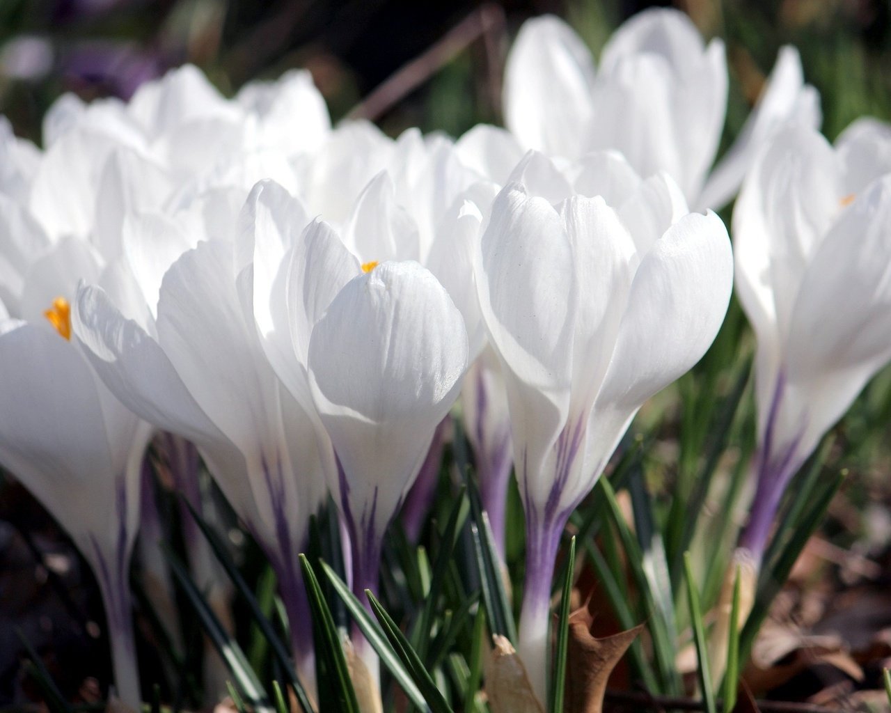 Обои цветы, лепестки, весна, белые, крокусы, flowers, petals, spring, white, crocuses разрешение 2048x1335 Загрузить