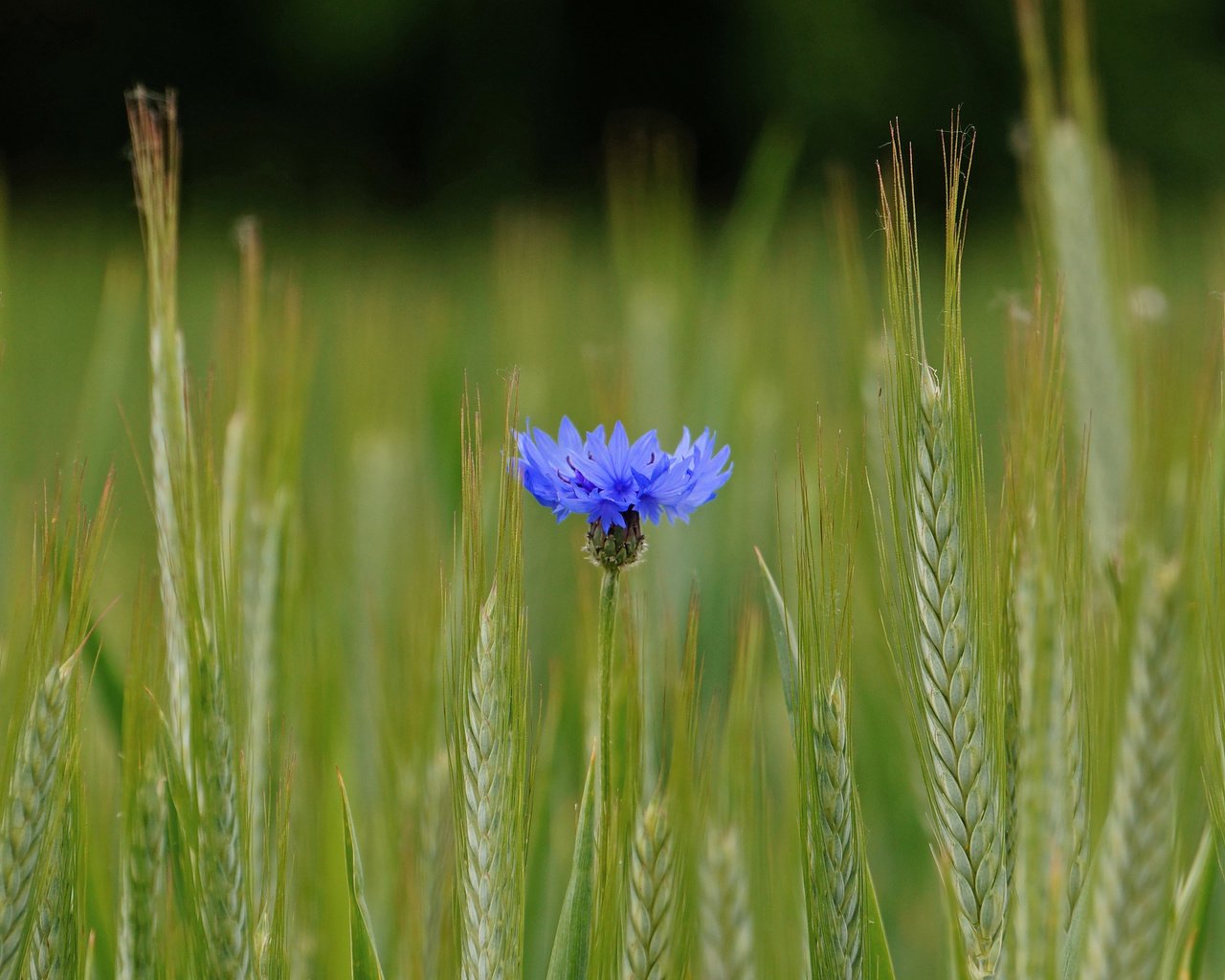 Обои синий, цветок, поле, колосья, пшеница, василек, blue, flower, field, ears, wheat, cornflower разрешение 2048x1361 Загрузить