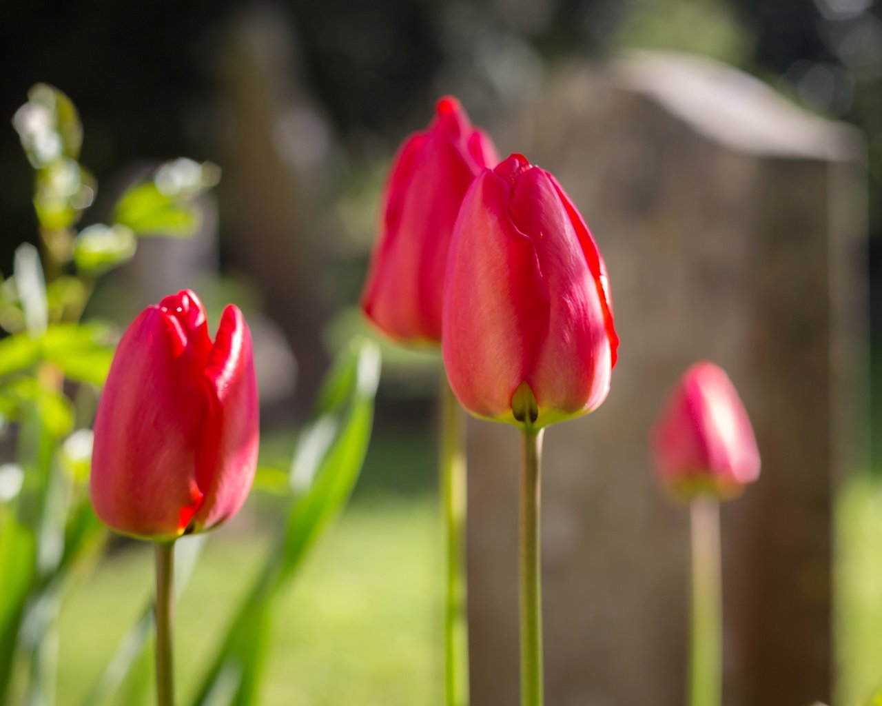 Обои цветы, фон, тюльпаны, flowers, background, tulips разрешение 5340x3560 Загрузить