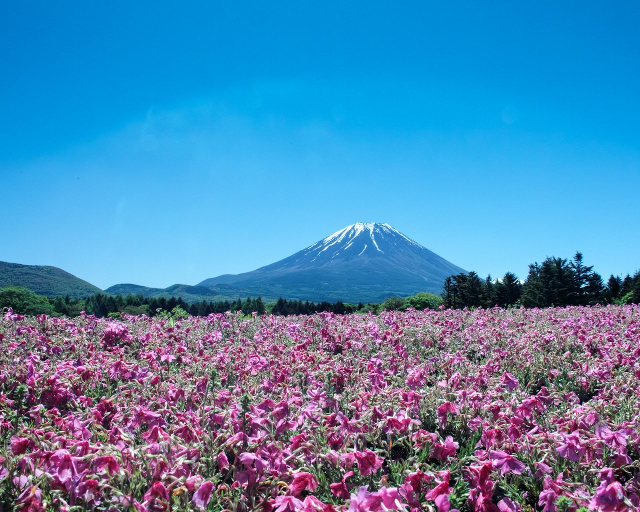 Обои цветы, пейзаж, гора, япония, вулкан, фуджи, flowers, landscape, mountain, japan, the volcano, fuji разрешение 2048x1365 Загрузить