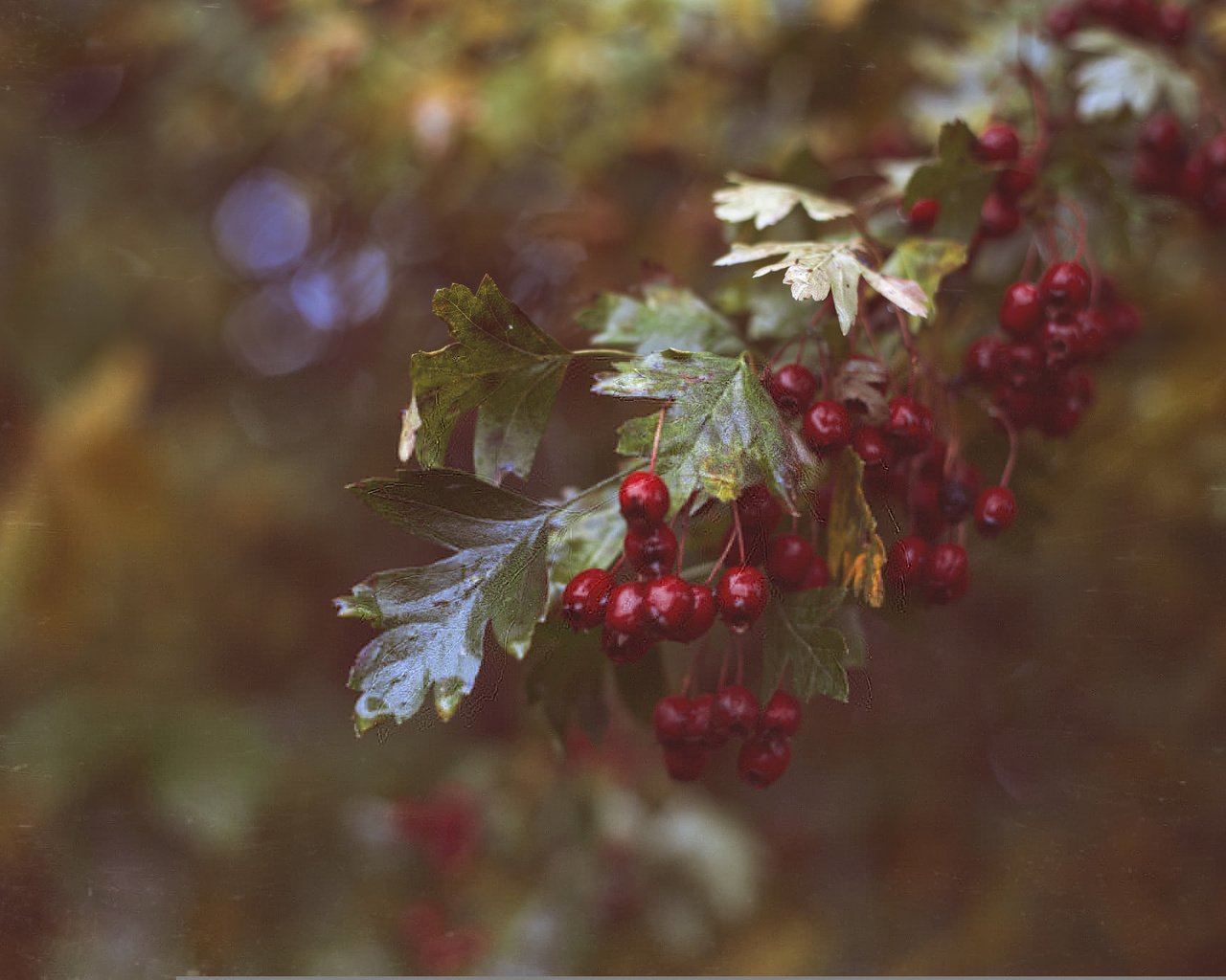 Обои ветка, листья, красные, ягоды, branch, leaves, red, berries разрешение 2048x1365 Загрузить