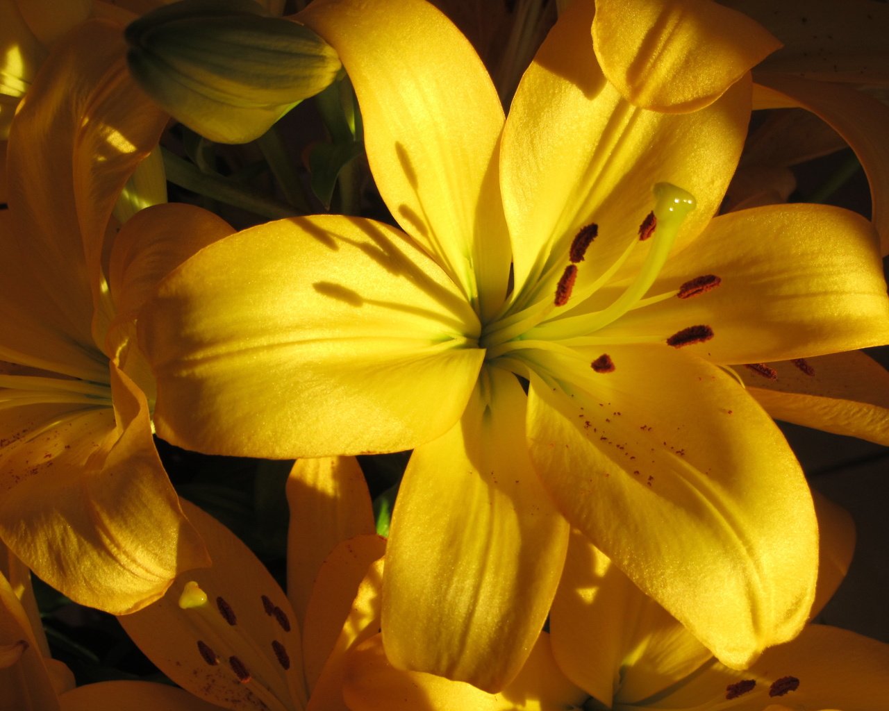 Обои цветы, макро, лилии, жёлтая, желтые, lilies, flowers, macro, lily, yellow разрешение 3456x2592 Загрузить