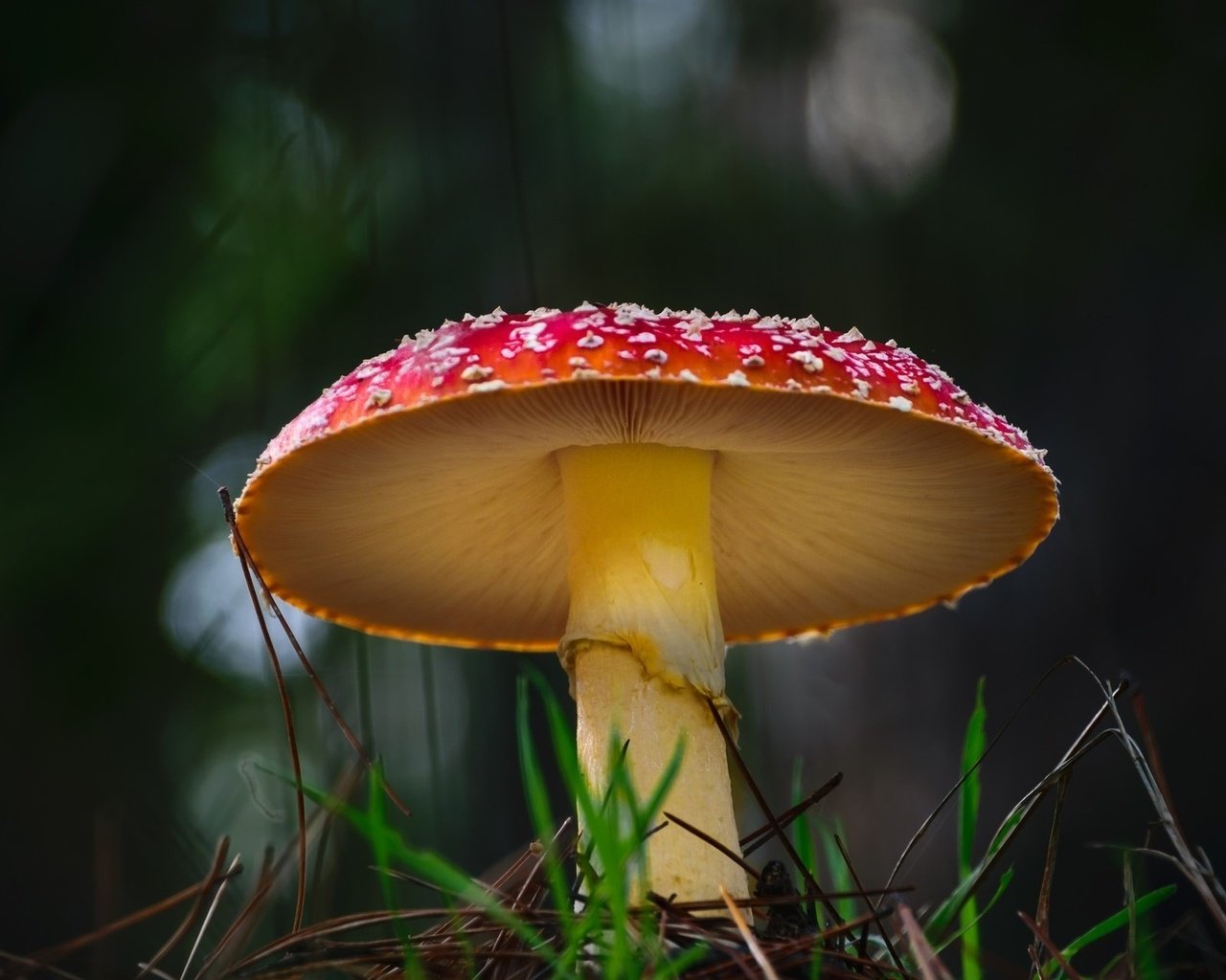 Обои природа, грибы, гриб, мухомор, nature, mushrooms, mushroom разрешение 1920x1200 Загрузить