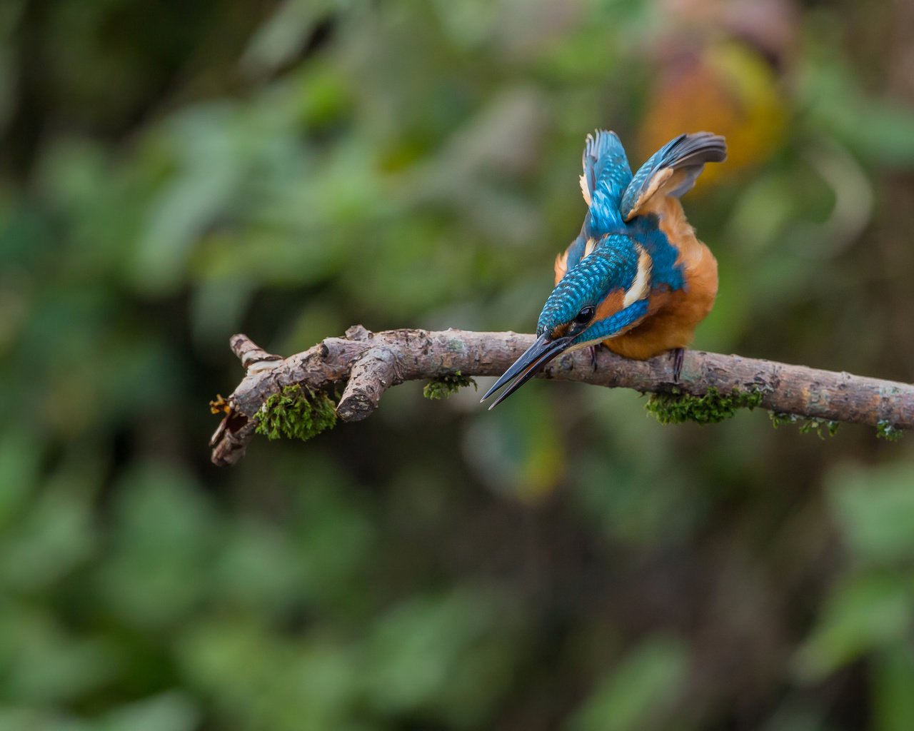 Обои птица, зимородок, bird, kingfisher разрешение 2048x1365 Загрузить