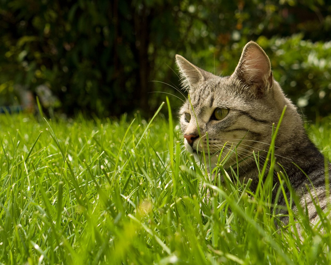 Обои трава, природа, кот, кошка, grass, nature, cat разрешение 1920x1200 Загрузить