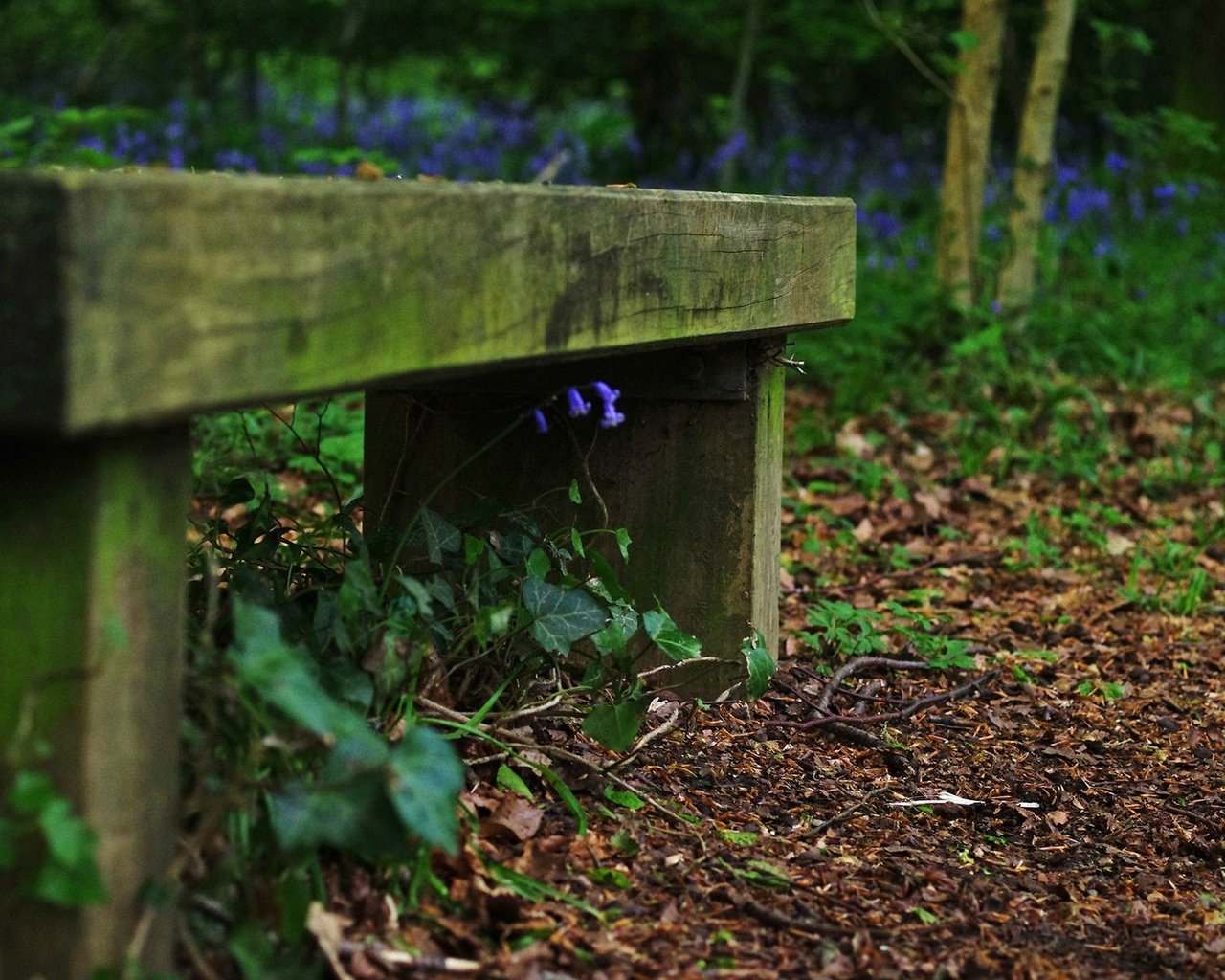 Обои цветы, трава, скамейка, колокольчики, flowers, grass, bench, bells разрешение 1920x1200 Загрузить