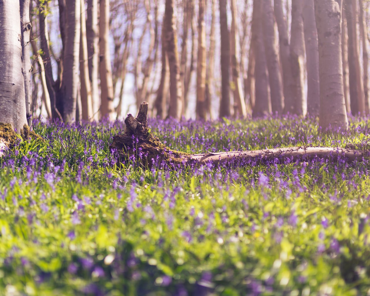 Обои цветы, лес, весна, flowers, forest, spring разрешение 2048x1367 Загрузить